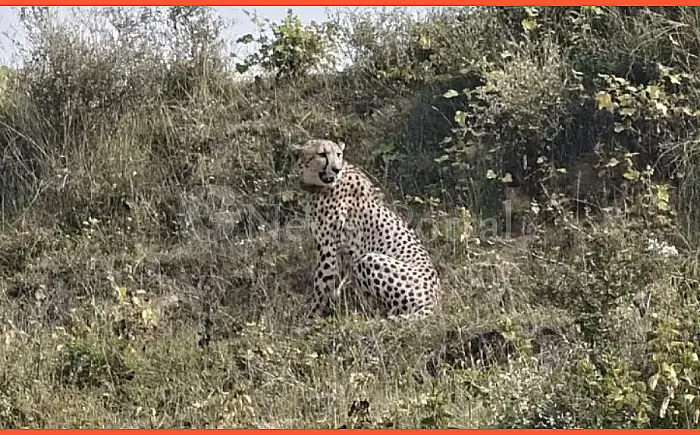 राजस्थान में दिखा ‘अफ्रीकी चीता’, बारां जिले में मचा हड़कंप; वन विभाग अलर्ट पर