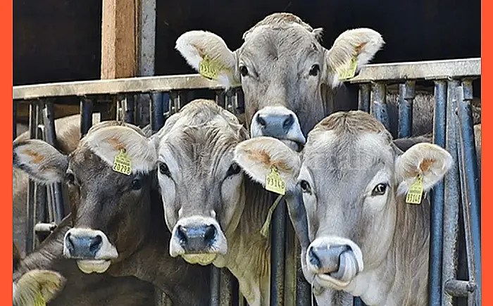 राजस्थान को बड़ी सौगात: 38 जिलों में बनेंगे 310 नए पशु चिकित्सालय, 144 करोड़ की स्वीकृति जारी