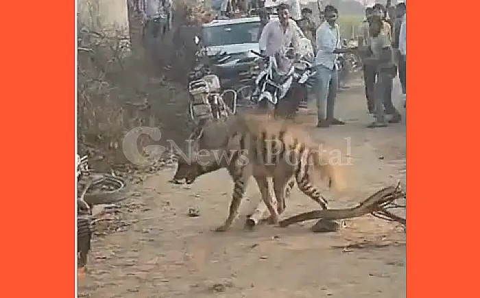 कुएं में गिरे जरख ने ग्रामीणों पर किया हमला, रेस्क्यू के बाद वन विभाग को सौंपा