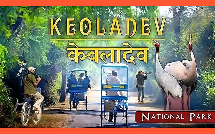 साइबेरिया से आईं 'कुरजां' ने बढ़ाई चिंता, बर्ड फ्लू संक्रमण की आशंका पर केवलादेव में कड़ी निगरानी