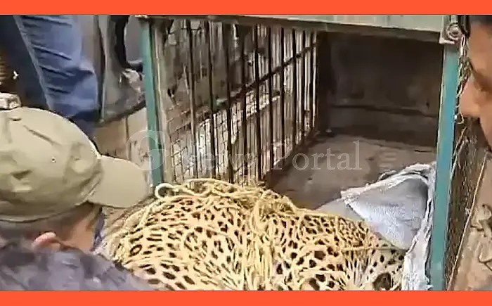 शहर के बीचों-बीच दौड़ा तेंदुआ, लोगों में दहशत; सरिस्का में छोड़ा जाएगा