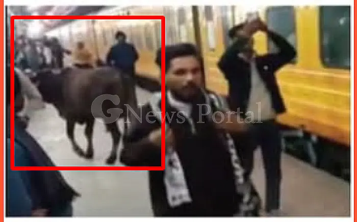 वीआईपी ट्रेन के समय 'गौ-माता' का पहरा: कोटा स्टेशन के प्लेटफॉर्म पर फिर दिखी गाय, सुरक्षा दावों की खुली पोल