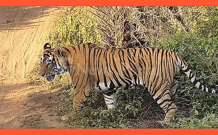 रणथंभौर सफारी अब और महंगी: 1 अप्रैल से 10% बढ़ा शुल्क, विदेशी सैलानियों को जिप्सी के लिए चुकाने होंगे ₹3000 से ज्यादा