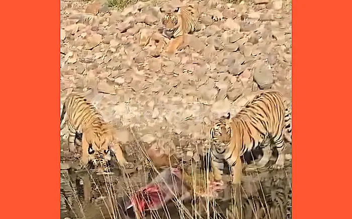 रणथंभौर: बाघिन 'दुर्गा' ने पहली बार शावकों के साथ किया नीलगाय का शिकार, रोमांचक नजारा देख सैलानी हुए मंत्रमुग्ध