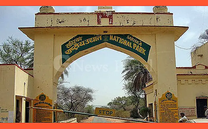 नए साल के पहले दिन बंद रहेगा सरिस्का, पर्यटकों को बाघ दर्शन का नहीं मिलेगा मौका