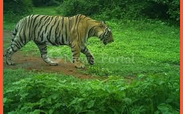 सरिस्का का बाघ एसटी 2402 फिर लौटा अपने क्षेत्र में, गांव में मचा हड़कंप