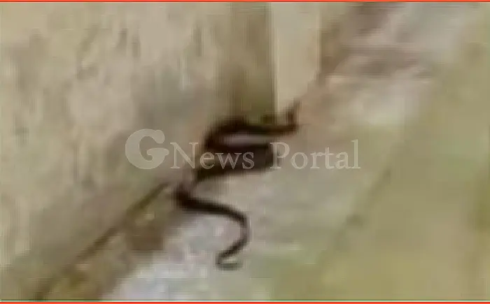 कोटा RPF बैरक में सांपों का आतंक, जवान दहशत में