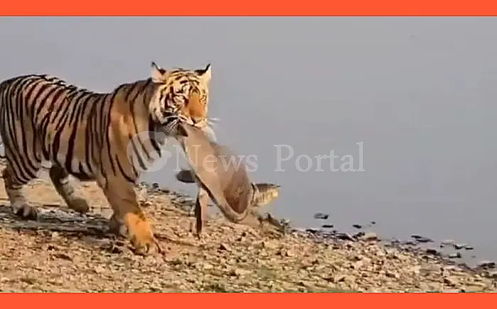 रणथंभौर में बाघिन ने किया कछुए का शिकार, पर्यटकों ने देखा रोमांचक नजारा