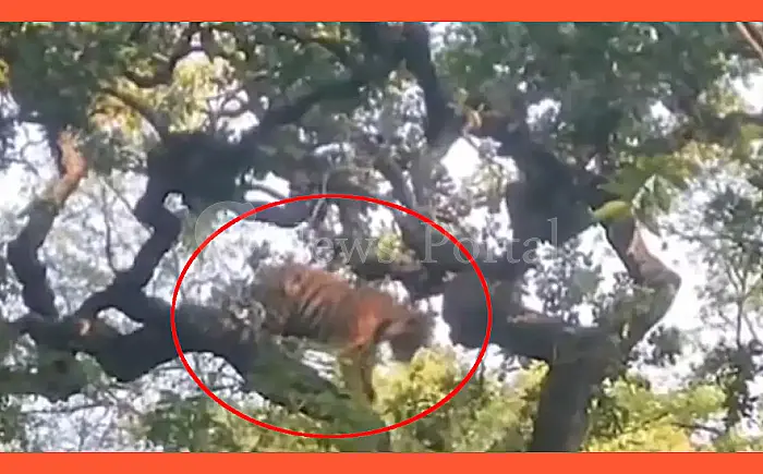 रणथंभौर में बाघिन का शावक पेड़ पर चढ़ा, वायरल हुआ वीडियो