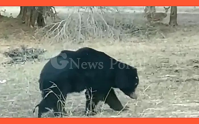 रणथंभौर में दो भालू पिंजरे में कैद, ग्रामीणों की सांसों में आई राहत