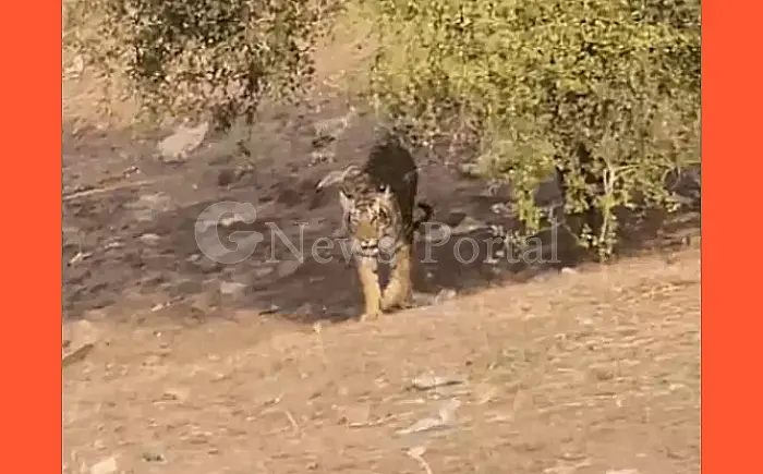 राजस्थान में शावकों को लेकर 1581 फीट की ऊंचाई पर क्यों पहुंची बाघिन T-84 एरोहैड? इस दुर्ग के पास डाल रखा है डेरा